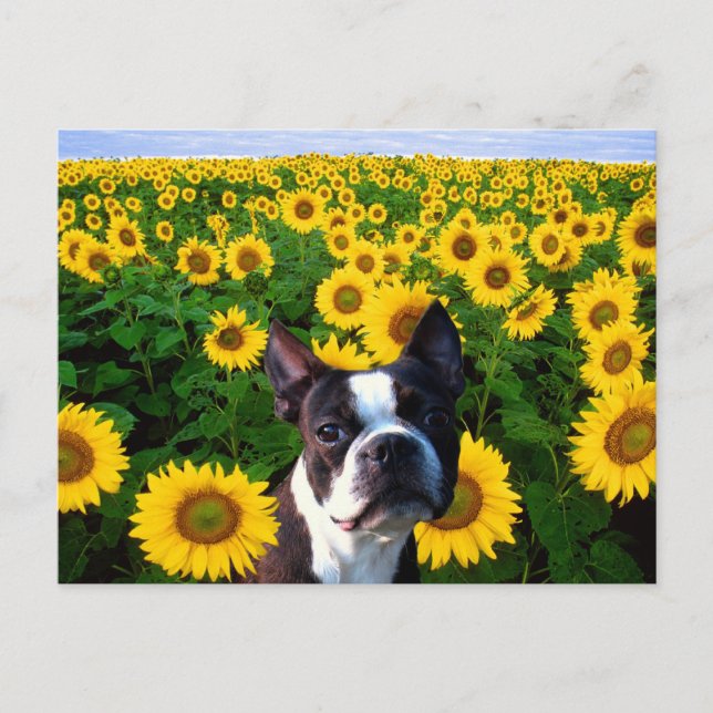 Boston Terrier in Sunflores Postkarte (Vorderseite)