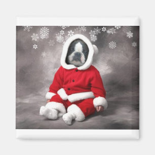 BOSTON TERRIER IN WEIHNACHTSausstattung Magnet