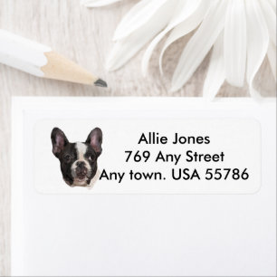 Boston Terrier individuell angepasst