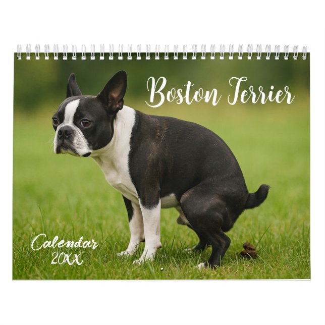 Boston Terrier Kalender 2027 (Titelbild)