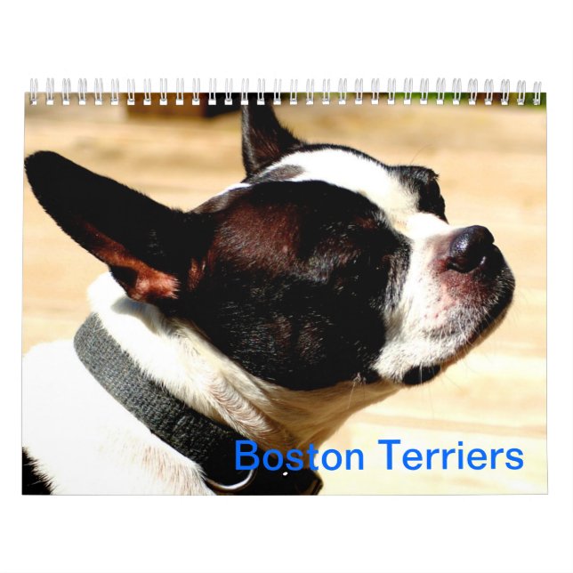 Boston-Terrier-Kalender Kalender (Titelbild)