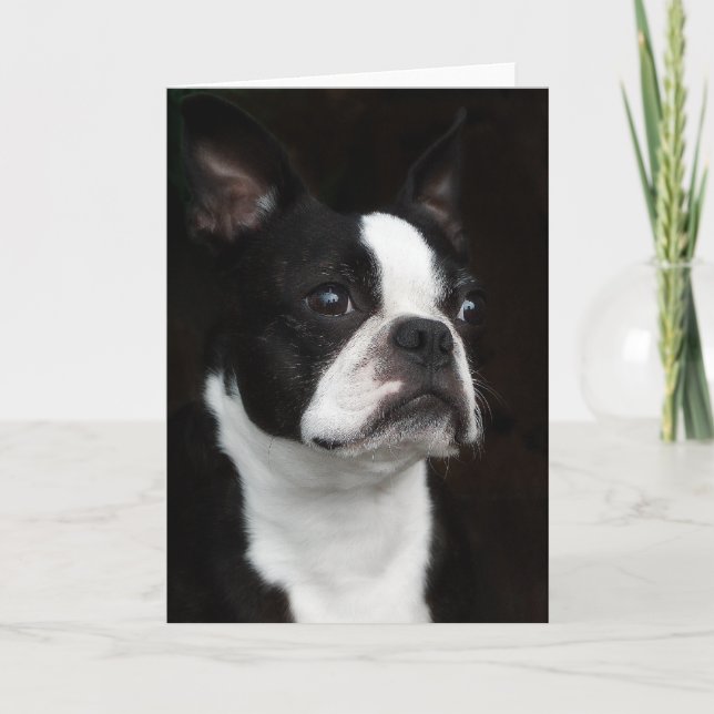 Boston Terrier Karte (Vorderseite)