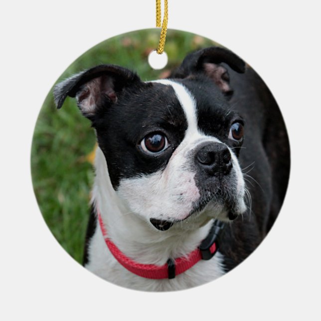 Boston-Terrier Keramik Ornament (Vorne)