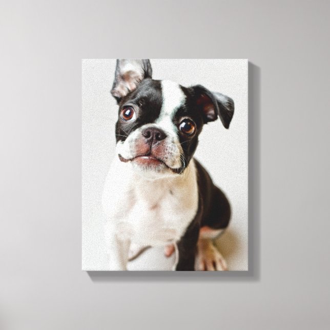 Boston Terrier Leinwanddruck (Vorderseite)