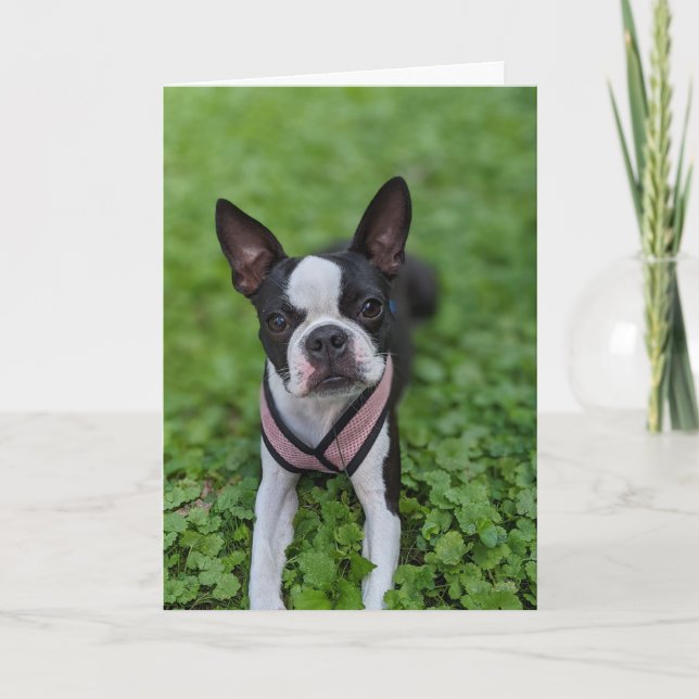 Boston Terrier Liebe Karte (Vorderseite)