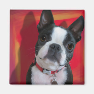 Boston Terrier Magnet
