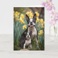 Boston-Terrier-Mama Muttertagsliebe