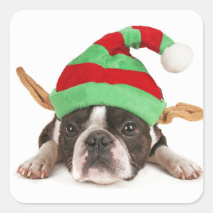Boston Terrier mit einem Weihnachtshut Quadratischer Aufkleber