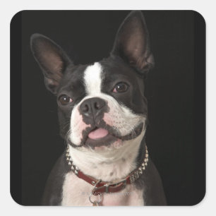 Boston-Terrier mit Kragen lächeln Quadratischer Aufkleber