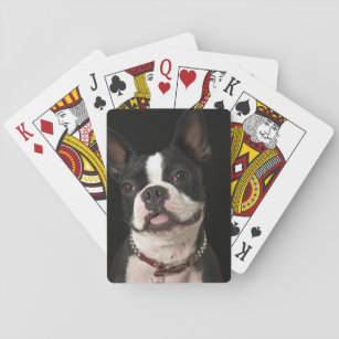 Boston-Terrier mit Kragen lächeln Spielkarten