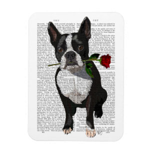 Boston Terrier mit Rose im Mund Magnet