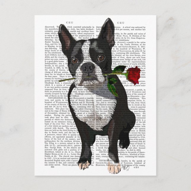 Boston Terrier mit Rose im Mund Postkarte (Vorderseite)