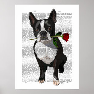 Boston Terrier mit Rose in Mouth Poster