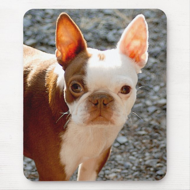 Boston Terrier Mousepad (Vorne)