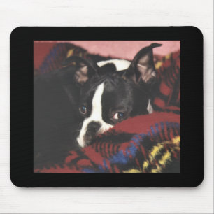 Boston Terrier:  Peekaboo Mousepad