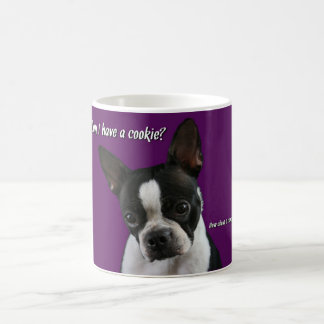 Boston Terrier:  Plätzchen bitte? Tasse