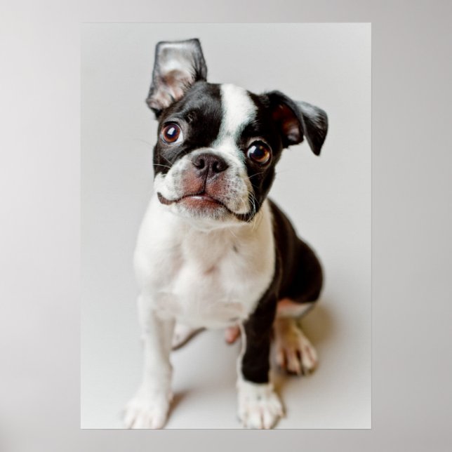 Boston Terrier Poster (Vorne)