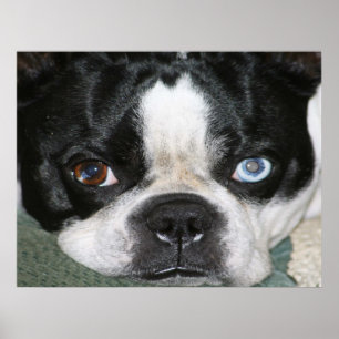 Boston Terrier Poster
