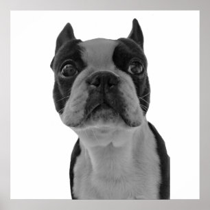 Boston Terrier Poster