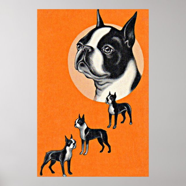 Boston Terrier Poster (Vorne)