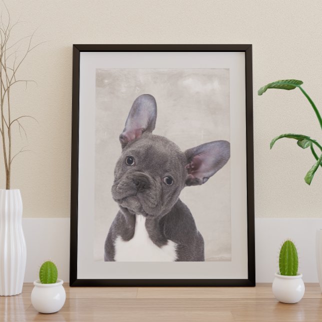 Boston Terrier Poster (Von Creator hochgeladen)