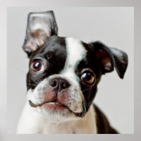 Boston Terrier