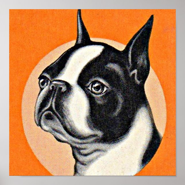 Boston Terrier Poster (Vorne)