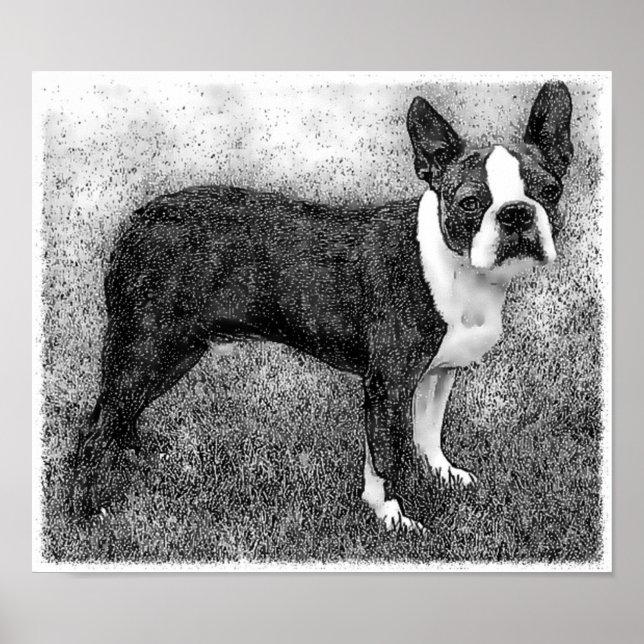 Boston Terrier Poster Print (Vorne)