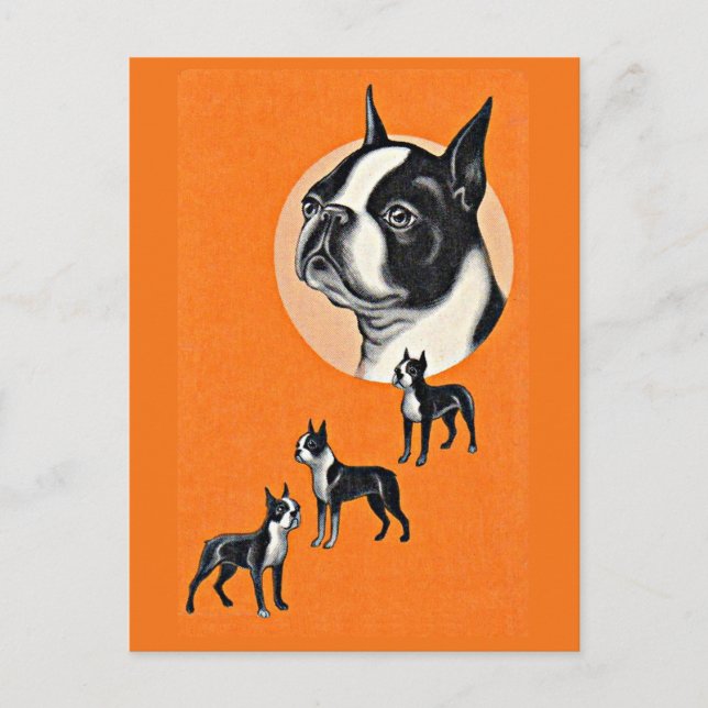 Boston Terrier Postkarte (Vorderseite)