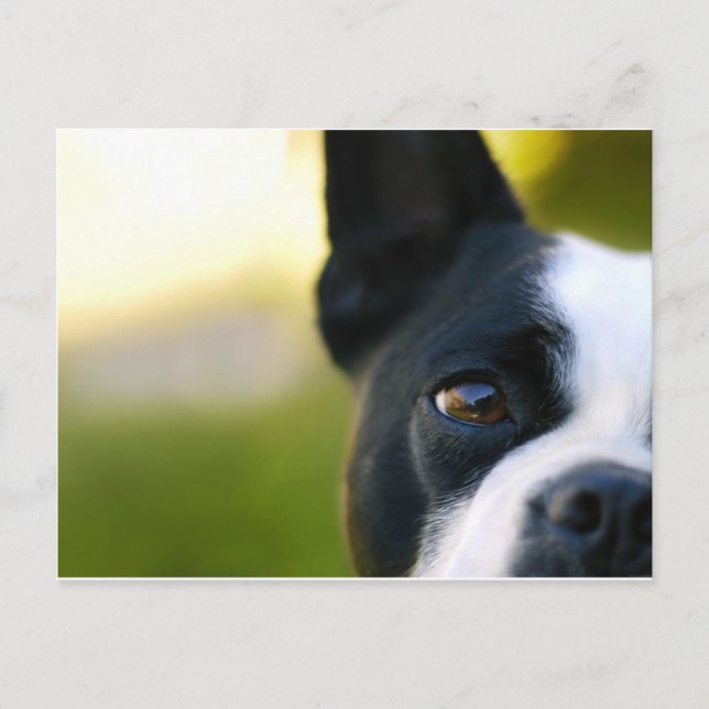 Boston Terrier Postkarte (Vorderseite)