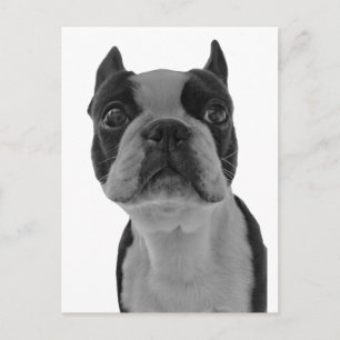 Boston Terrier Postkarte