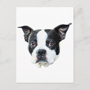 Boston Terrier Postkarte