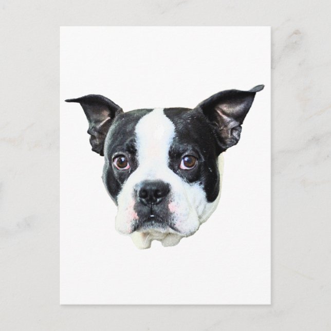 Boston Terrier Postkarte (Vorderseite)