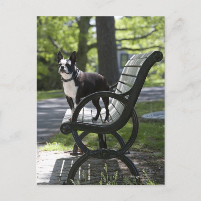 Boston Terrier Postkarte (Vorderseite)