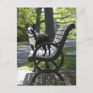 Boston Terrier Postkarte