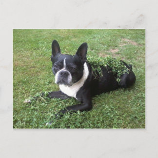 Boston Terrier Postkarte