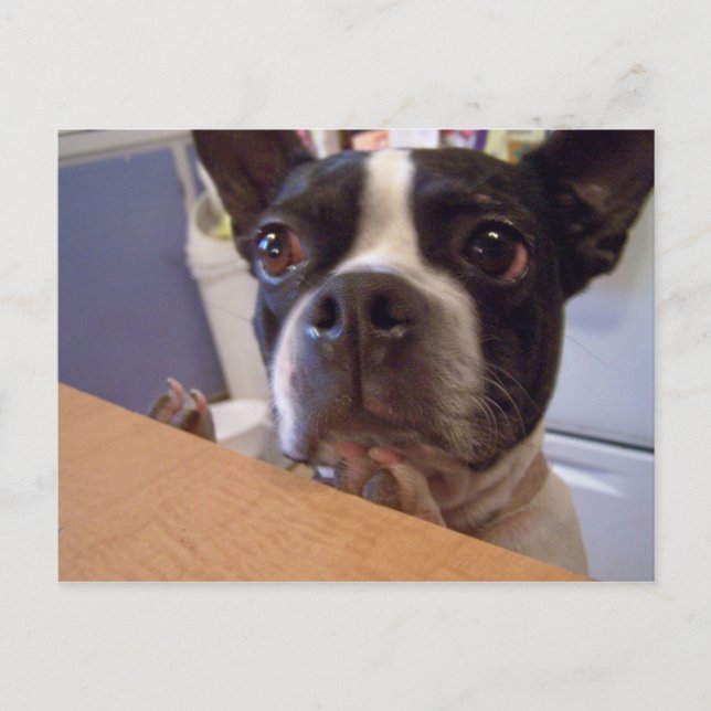 Boston Terrier Postkarte (Vorderseite)