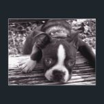 Boston Terrier Postkarte<br><div class="desc">Boston Terrier Postkarte. Passen Sie diese Karte an Ihre Wünsche an,  indem Sie Text hinzufügen oder das Grußfeld verlassen.</div>