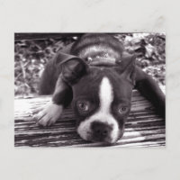 Boston Terrier Postkarte