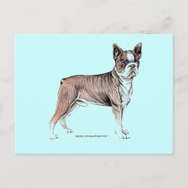 Boston Terrier Postkarte (Vorderseite)