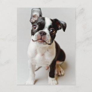 Boston Terrier Postkarte