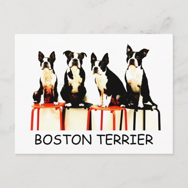 BOSTON TERRIER POSTKARTE (Vorderseite)