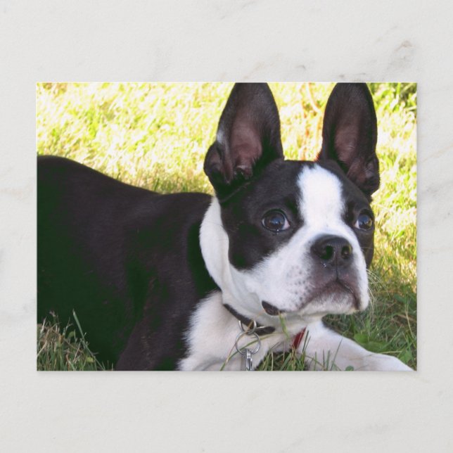Boston Terrier Pup Postcard Postkarte (Vorderseite)