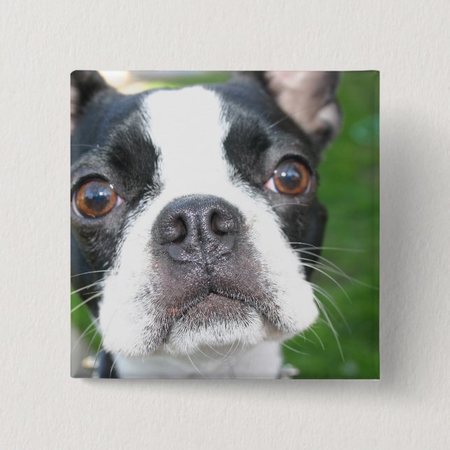 Boston Terrier Pup Square Button (Vorderseite)