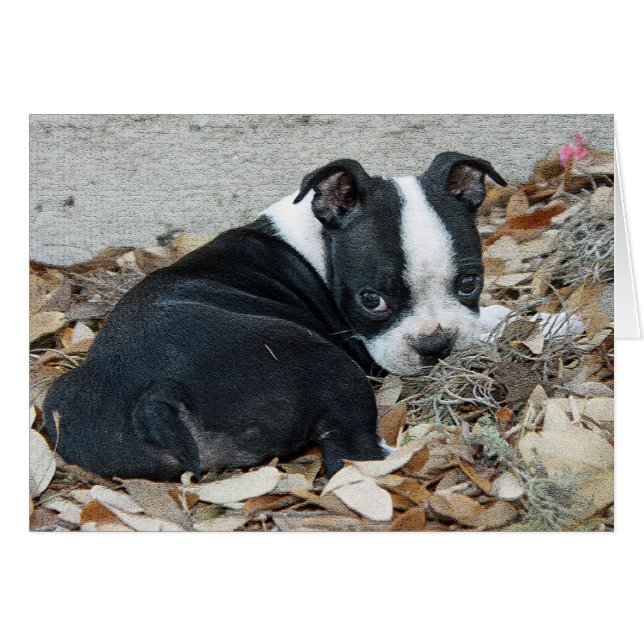 Boston Terrier Puppy (Vorderseite (Horizontal))