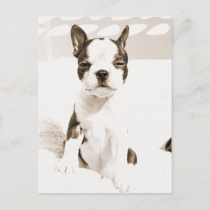 Boston Terrier Puppy 2 Postkarte