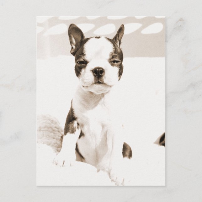 Boston Terrier Puppy 2 Postkarte (Vorderseite)