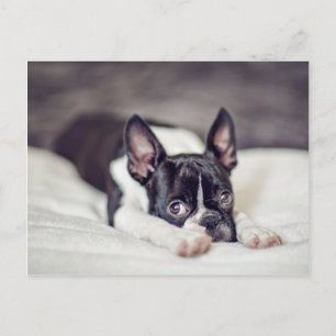 Boston Terrier Puppy Postkarte