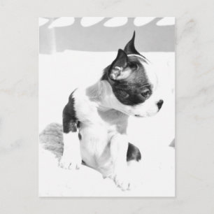 Boston Terrier Puppy Postkarte