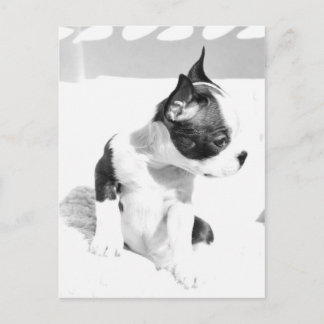 Boston Terrier Puppy Postkarte